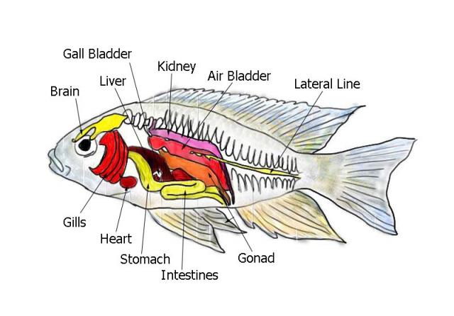 Click image for larger version

Name:	Fish_anatomy_internal.jpg
Views:	1
Size:	38.4 KB
ID:	952132