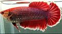 Click image for larger version

Name:	betta_female.jpg
Views:	2
Size:	31.0 KB
ID:	952226