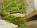 Click image for larger version

Name:	female_auratus.jpg
Views:	3
Size:	85.8 KB
ID:	952317